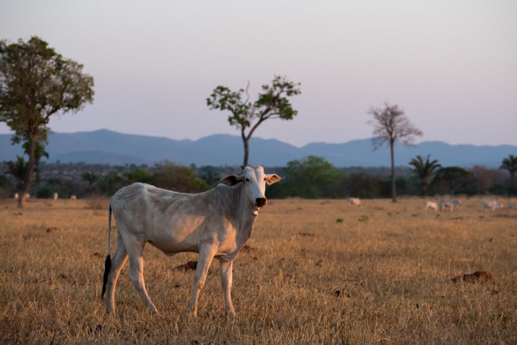 Um terço das pastagens brasileiras têm alto vigor e dois terços da área de lavouras temporárias são cultivados mais de uma vez no mesmo ano