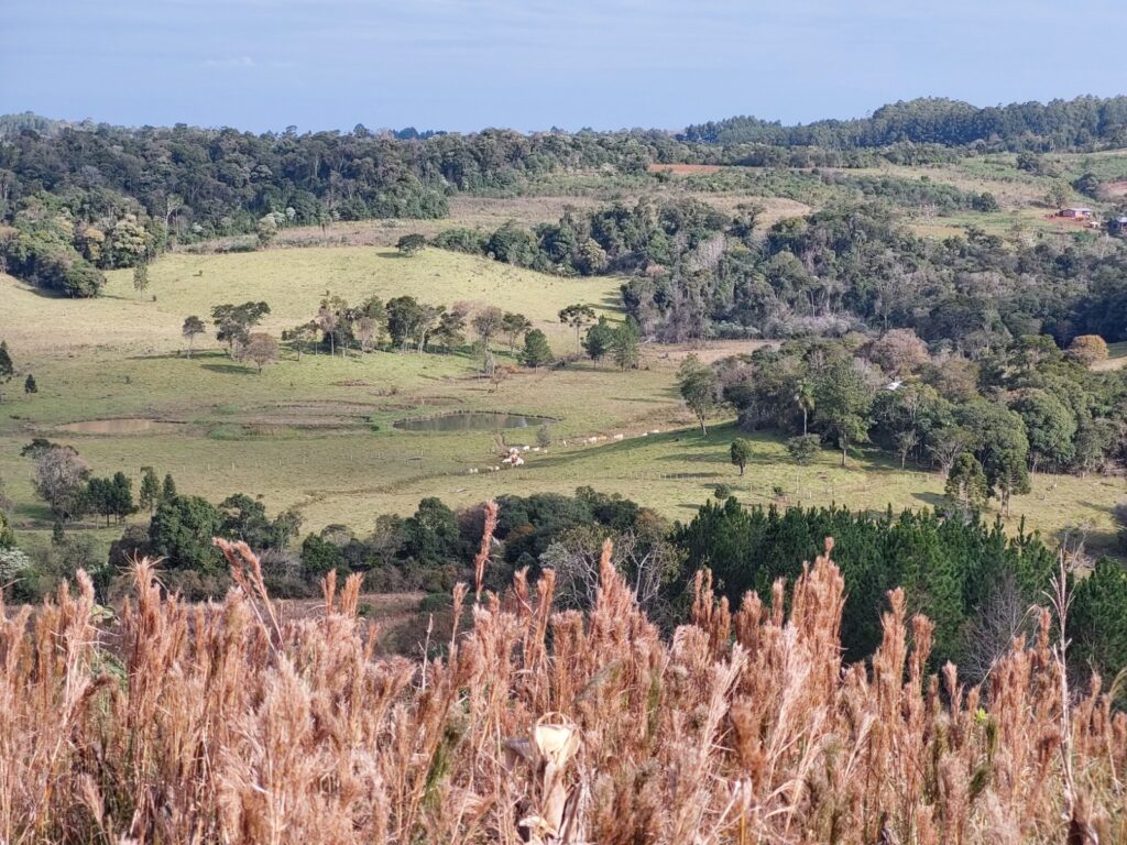 Segundo a última análise, a Argentina perdeu 10,5 milhões de hectares de florestas nativas nos últimos 40 anos