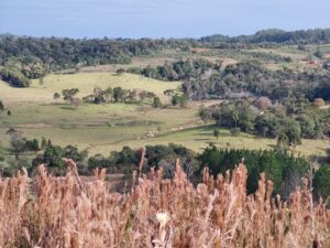 De acordo com a última análise, a Argentina perdeu 10,5 milhões de hectares de florestas nativas nos últimos 40 anos.