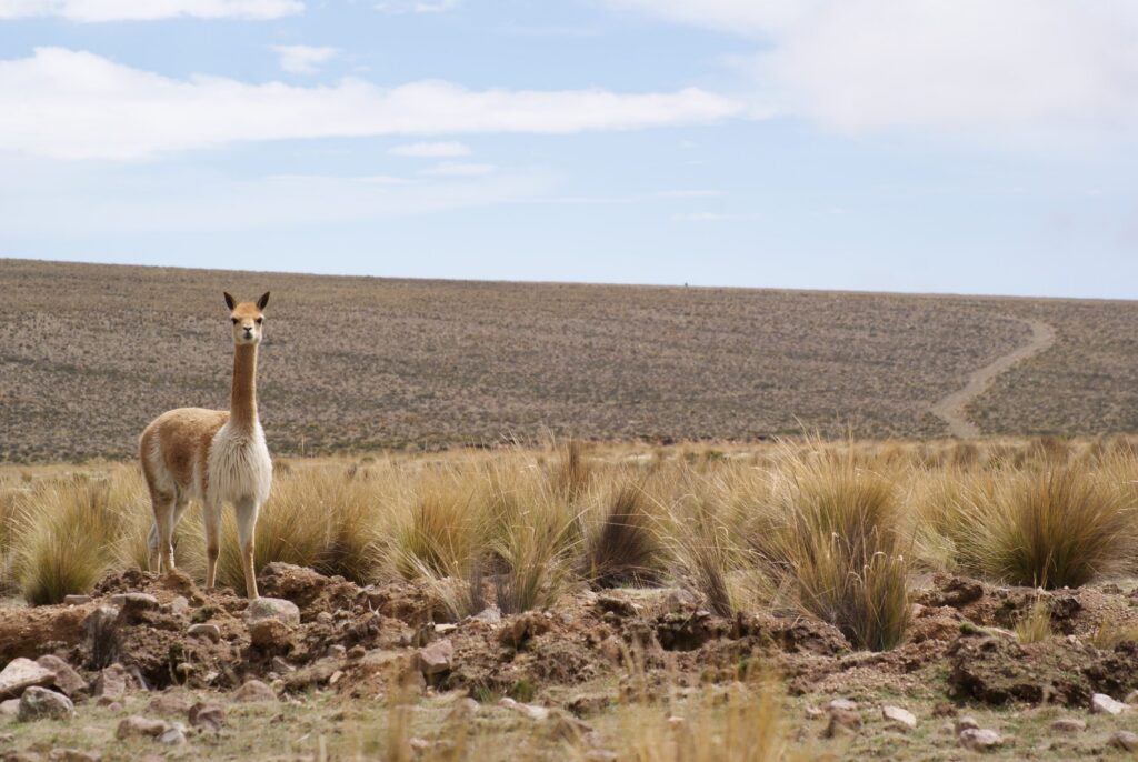 Em 41 anos o Peru perdeu 3,7 milhões de hectares de vegetação natural e aumentou em 53% as áreas destinadas à agricultura, mineração e cidades