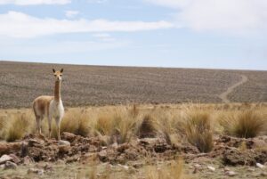 Em 41 anos o Peru perdeu 3,7 milhões de hectares de vegetação natural e aumentou em 53% as áreas destinadas à agricultura, mineração e cidades